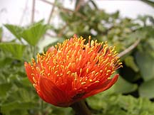 Haemanthus flower